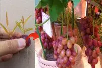 (ویدئو) چینی ها چگونه حبه انگور را به درخت انگور تبدیل می کنند؟