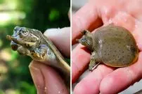 ببینید| لاک پشت لاک نرم؛ لاک پشت بامزه ای که شکارچی مخفی رودخانه است!