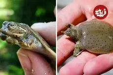 ببینید| لاک پشت لاک نرم؛ لاک پشت بامزه ای که شکارچی مخفی رودخانه است!