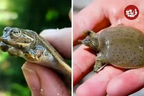 ببینید| لاک پشت لاک نرم؛ لاک پشت بامزه ای که شکارچی مخفی رودخانه است!