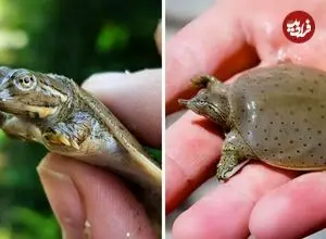 ببینید| لاک پشت لاک نرم؛ لاک پشت بامزه ای که شکارچی مخفی رودخانه است!