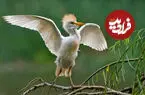ببینید| شکار غافلگیرکننده مارمولک توسط گاوچرانک