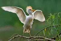 ببینید| شکار غافلگیرکننده مارمولک توسط گاوچرانک