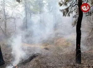 تداوم آتش‌سوزی‌های جنگلی؛ مدعی العموم کجاست؟