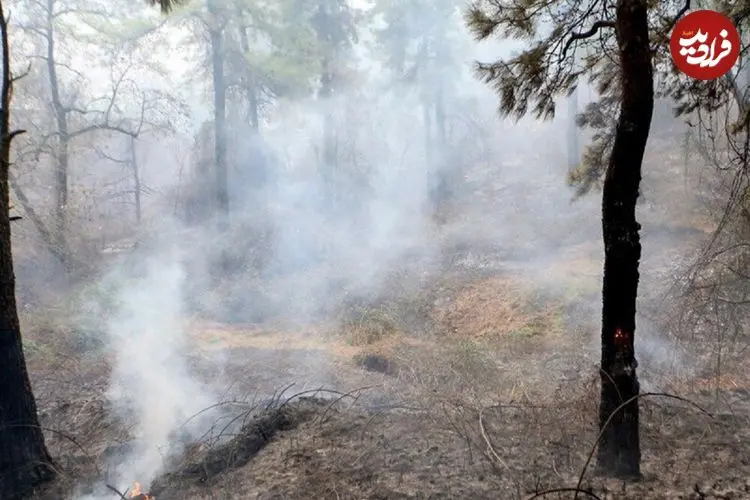 تداوم آتش‌سوزی‌های جنگلی؛ مدعی العموم کجاست؟