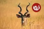 شاخ های تخصصی؛ از مارپیچ های باشکوه تا سپرهای مرگبار + اینفوگرافیک
