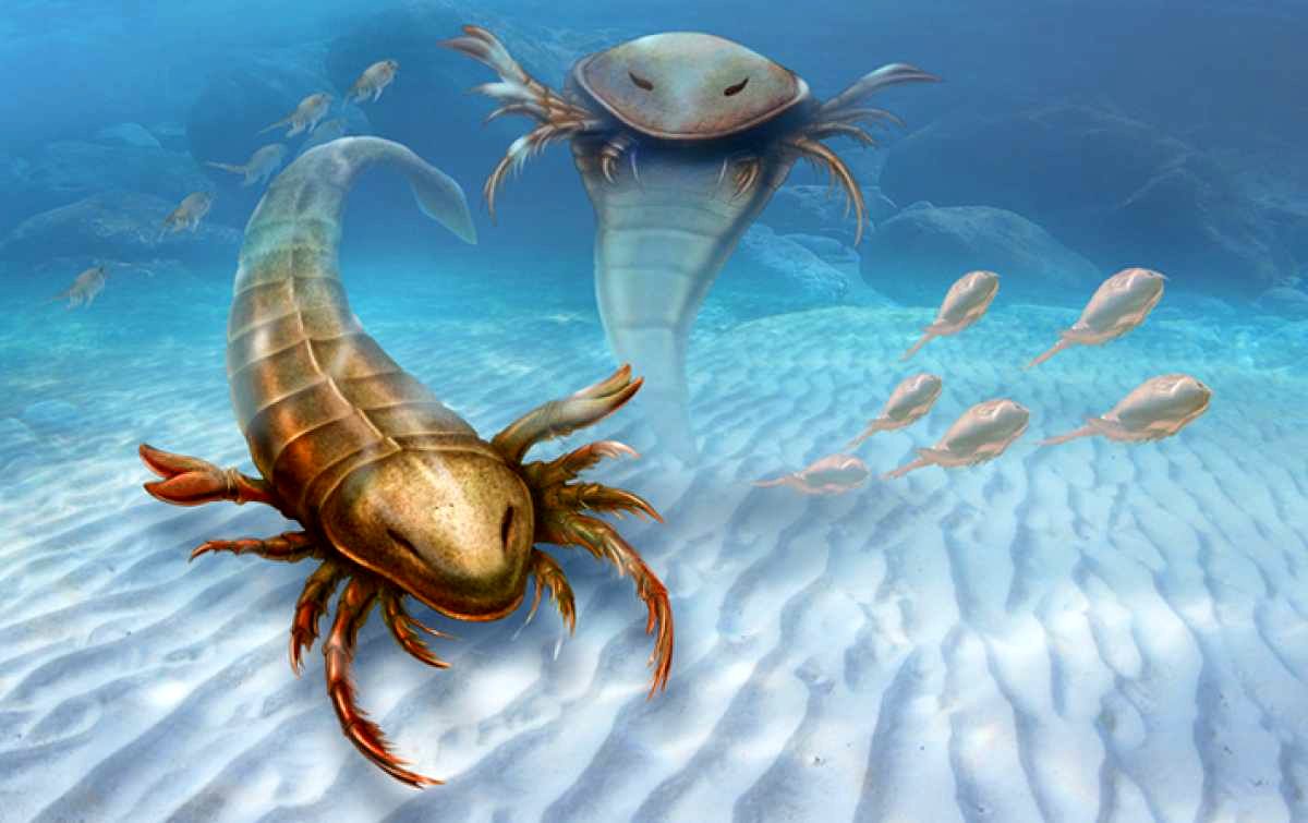 (عکس) کشف گونه منقرض شده عقرب دریایی ۲ متری در استرالیا