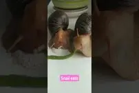 (ویدئو) تا به حال غذا خوردن حلزون ها را دیده بودید؟