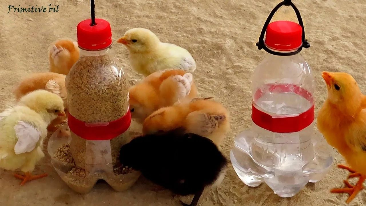 (ویدئو) روشی ساده برای ساخت آب خوری و دان خوری برای جوجه ها با بطری