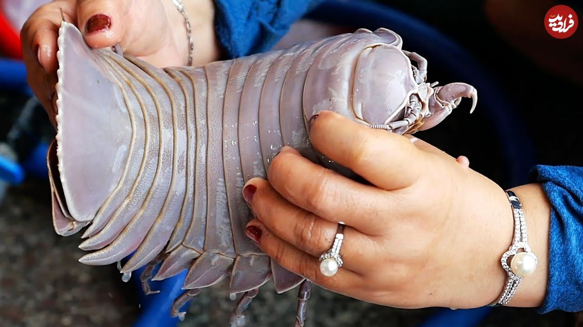 ببینید؛ غذای خیابانی در ویتنام؛ پخت انواع غذا با صدف و ایزوپود در هانوی