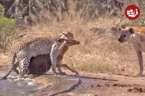 ببینید| کفتار به شکل تصادفی ایمپالا را از دست پلنگ نجات داد!