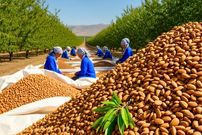 ببینید؛ مراحل دیدنی کاشت، برداشت و فرآوری بادام در آمریکای جنوبی