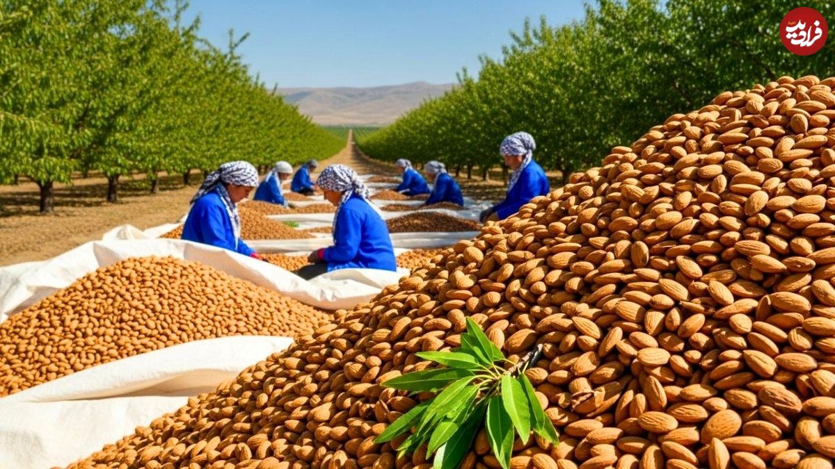 ببینید؛ مراحل دیدنی کاشت، برداشت و فرآوری بادام در آمریکای جنوبی