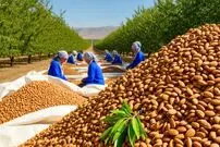 ببینید؛ مراحل دیدنی کاشت، برداشت و فرآوری بادام در آمریکای جنوبی