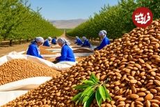 ببینید؛ مراحل دیدنی کاشت، برداشت و فرآوری بادام در آمریکای جنوبی