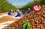 ببینید؛ مراحل دیدنی کاشت، برداشت و فرآوری بادام در آمریکای جنوبی