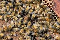 زنبورها خواندن «کد مورس» را یاد می‌گیرند؛  یک کشف عجیب درباره توانایی حشره مفید