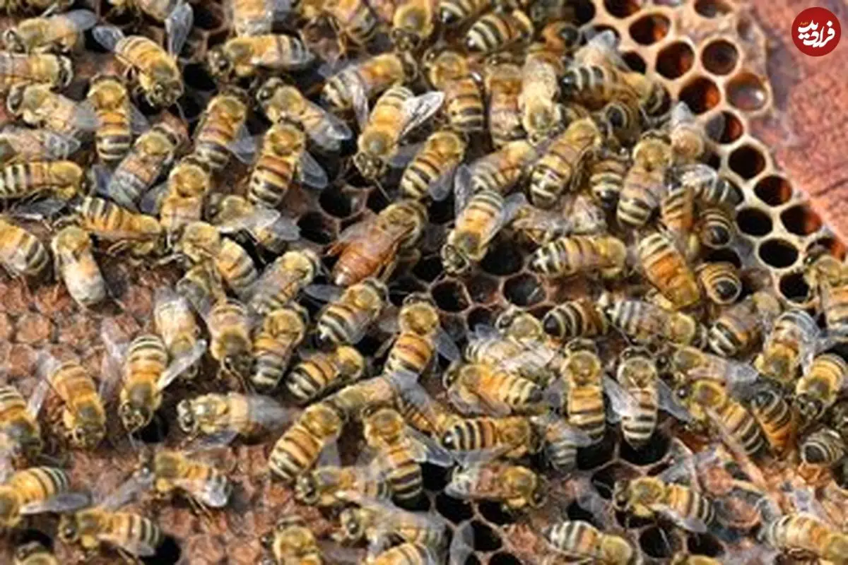 زنبورها خواندن «کد مورس» را یاد می‌گیرند؛  یک کشف عجیب درباره توانایی حشره مفید