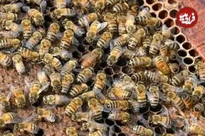 زنبورها خواندن «کد مورس» را یاد می‌گیرند؛  یک کشف عجیب درباره توانایی حشره مفید