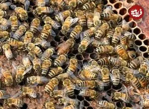 زنبورها خواندن «کد مورس» را یاد می‌گیرند؛  یک کشف عجیب درباره توانایی حشره مفید