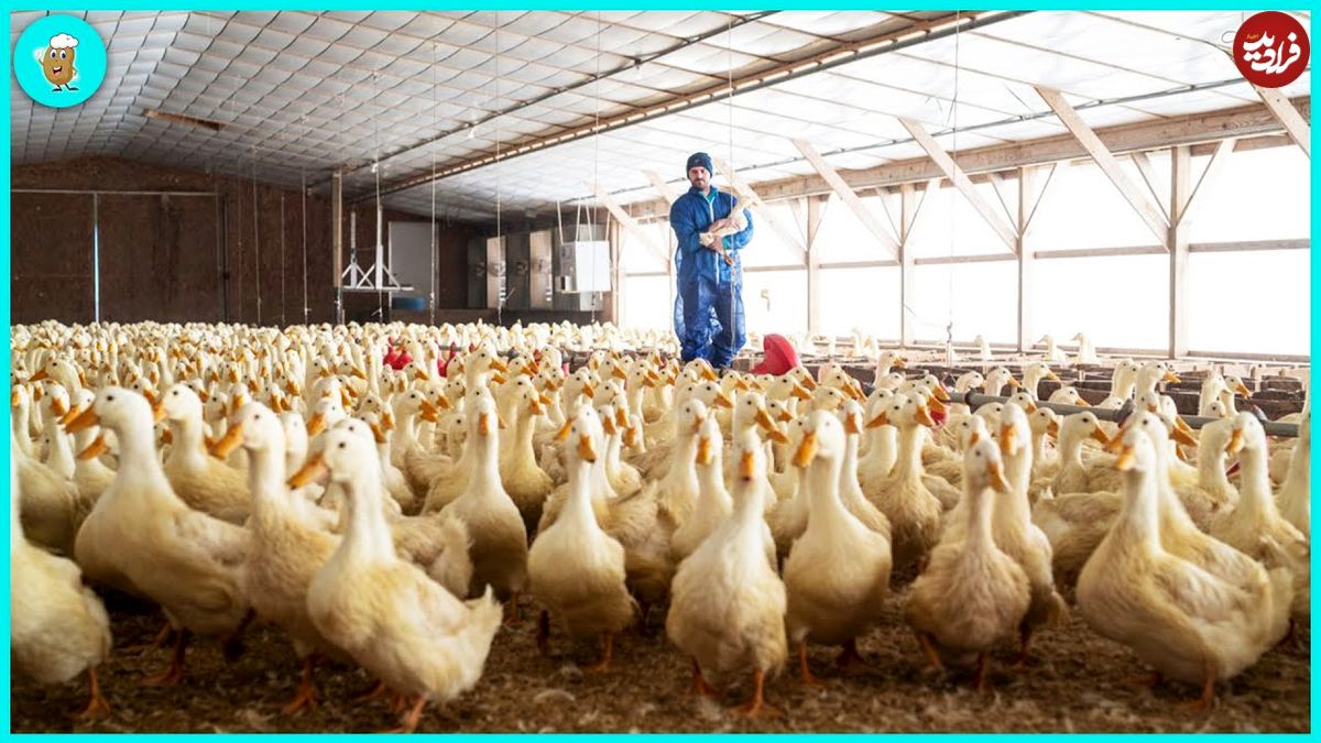 (ویدئو) مرحله صفر تا صد پرورش و بسته بندی گوشت میلیون ها اردک در کارخانه