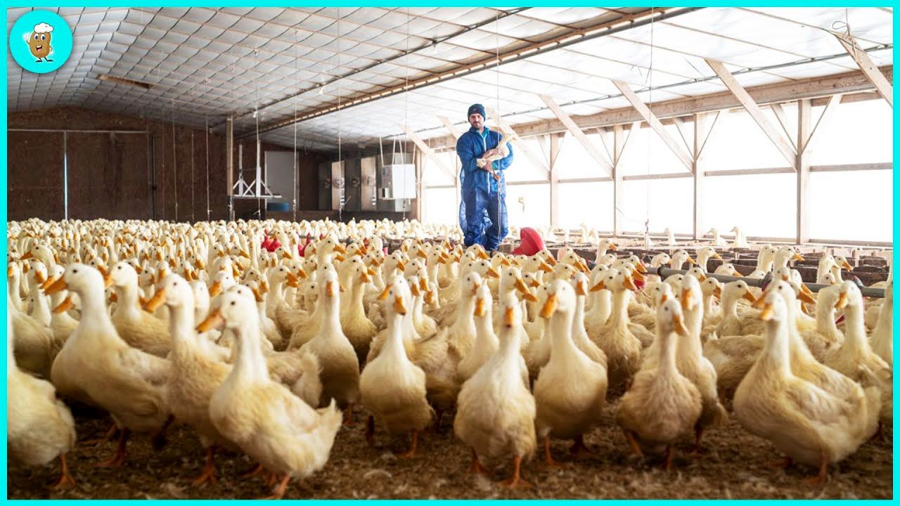 (ویدئو) مرحله صفر تا صد پرورش و بسته بندی گوشت میلیون ها اردک در کارخانه