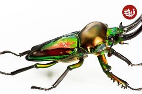 ببینید| 5 گونه از نادرترین سوسک های شاخ دار در جهان