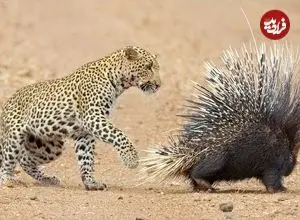 ببینید| مقاومت دیدنی تشی در برابر حملات مداوم پلنگ گرسنه!