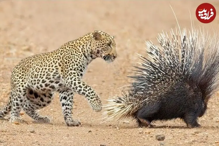 ببینید| مقاومت دیدنی تشی در برابر حملات مداوم پلنگ گرسنه!