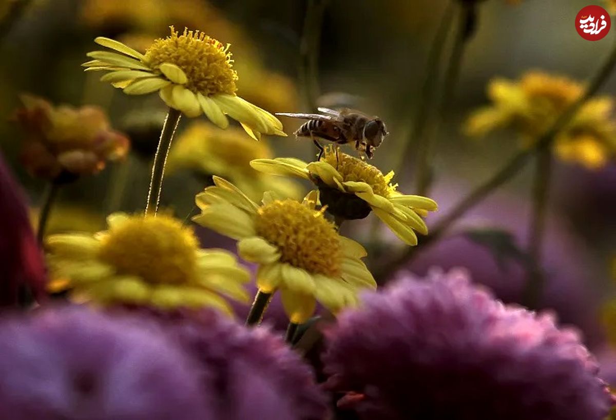 رمزگشایی دانشمندان از پرواز و رقص گروهی زنبورهای عسل