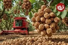 ببینید| چگونه هزاران تن گردو برداشت و فرآوری می کنند؟