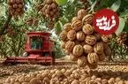 ببینید| چگونه هزاران تن گردو برداشت و فرآوری می کنند؟