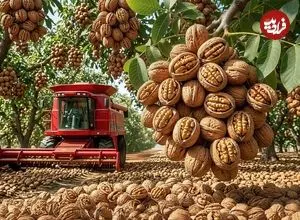 ببینید| چگونه هزاران تن گردو برداشت و فرآوری می کنند؟