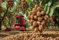 ببینید| چگونه هزاران تن گردو برداشت و فرآوری می کنند؟