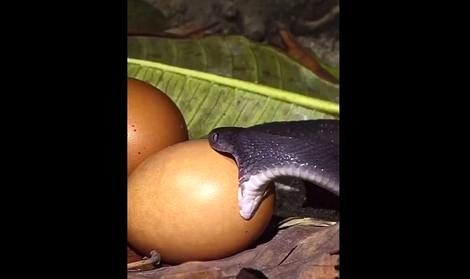 (ویدئو) انعطاف باورنکردنی دهان مار هنگان بلعیدن تخم پرنده