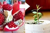 (ویدئو) کاشت شگفت انگیز درخت انار از طریق دانه در خانه