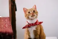 ۸ نکتۀ مهم برای مراقبت درست از حیوانات خانگی