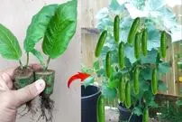 (ویدئو) چگونه خیار را در خانه پرورش دهیم و در گلدان خیار برداشت کنیم؟
