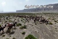 ببینید؛ هدایت گله شترها به کمک پهپاد؛ روش جدید گله‌داری