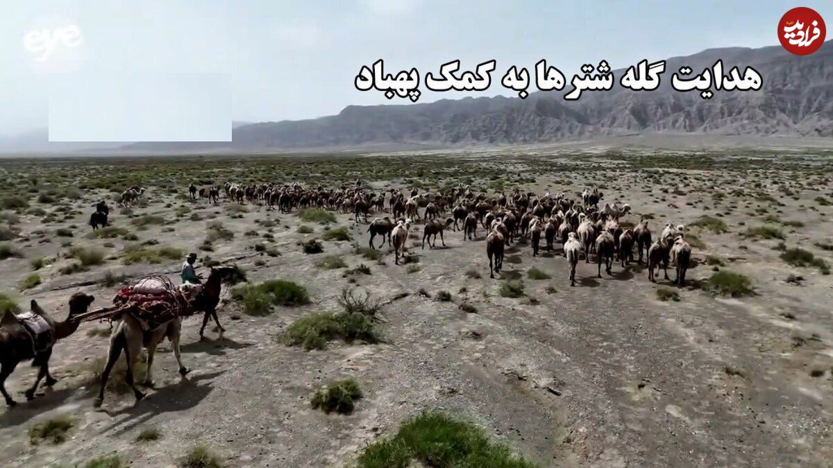 ببینید؛ هدایت گله شترها به کمک پهپاد؛ روش جدید گلهداری