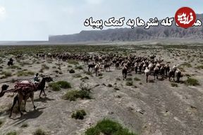 ببینید؛ هدایت گله شترها به کمک پهپاد؛ روش جدید گله‌داری