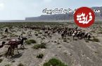 ببینید؛ هدایت گله شترها به کمک پهپاد؛ روش جدید گله‌داری