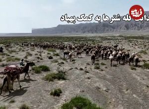 ببینید؛ هدایت گله شترها به کمک پهپاد؛ روش جدید گله‌داری
