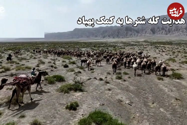 ببینید؛ هدایت گله شترها به کمک پهپاد؛ روش جدید گله‌داری