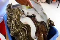 ببینید| غذای خیابانی در پالائو؛ برنج سرخ کرده با صدف غول پیکر در کرور