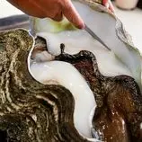 ببینید| غذای خیابانی در پالائو؛ برنج سرخ کرده با صدف غول پیکر در کرور