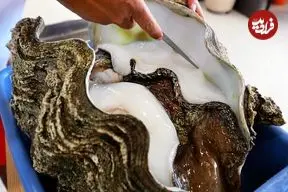 ببینید| غذای خیابانی در پالائو؛ برنج سرخ کرده با صدف غول پیکر در کرور