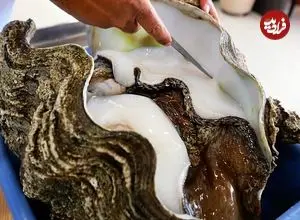 ببینید| غذای خیابانی در پالائو؛ برنج سرخ کرده با صدف غول پیکر در کرور