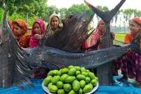 ببینید| غذای روستایی در هند؛ پخت غذا با دو شمشیر ماهی غول پیکر و تهیه آب انبه در طبیعت