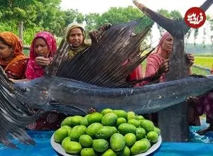 ببینید| غذای روستایی در هند؛ پخت غذا با دو شمشیر ماهی غول پیکر و تهیه آب انبه در طبیعت